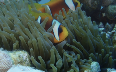 THE OCEAN WITHIN HER: EGYPT DIVING TRIP (6 days / 5 nights)